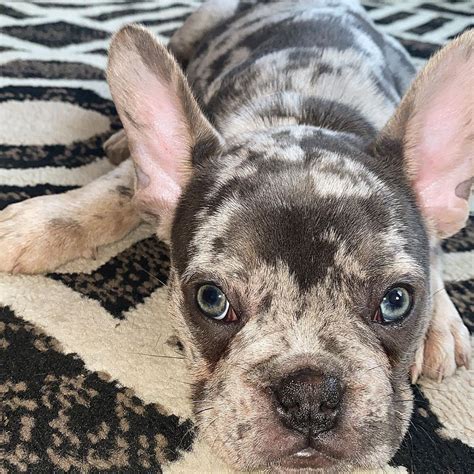 buldog francuski blue merle|The Blue Merle French Bulldog: A Comprehensive Guide